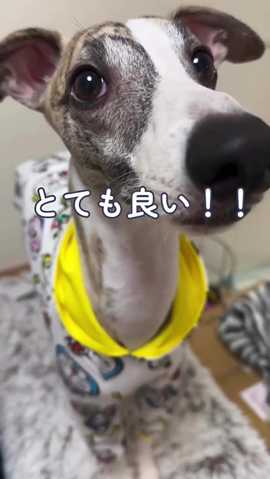 ウィペット顔アップ