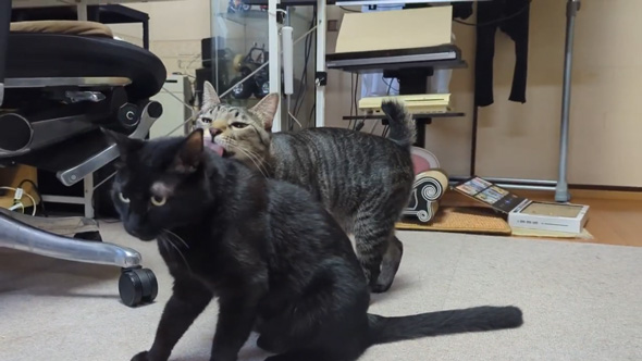 尻尾がちぎれた 子猫 サーキット場 保護 成長 ムキムキ 1歳 現在 変化