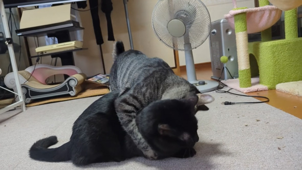 尻尾がちぎれた 子猫 サーキット場 保護 成長 ムキムキ 1歳 現在 変化