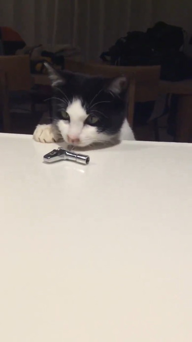 チューニングキーで遊ぶ猫ちゃん