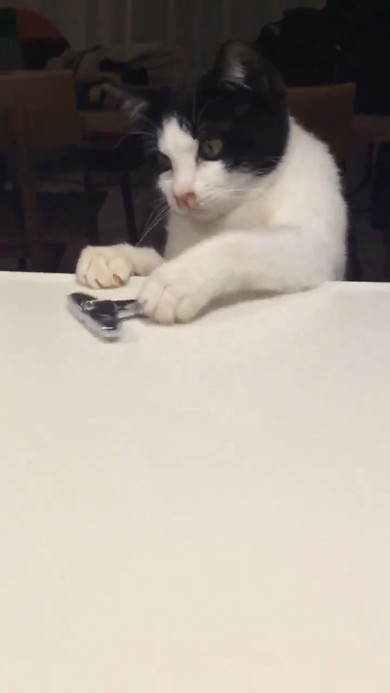 チューニングキーで遊ぶ猫ちゃん