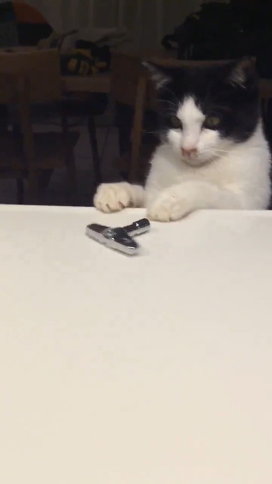 チューニングキーで遊ぶ猫ちゃん