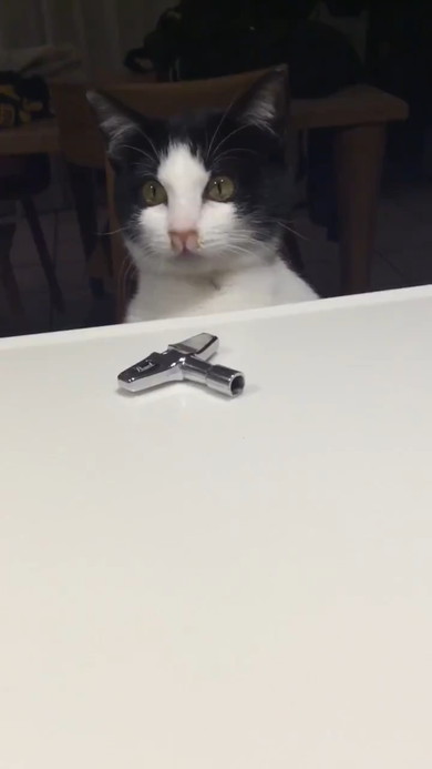 チューニングキーで遊ぶ猫ちゃん