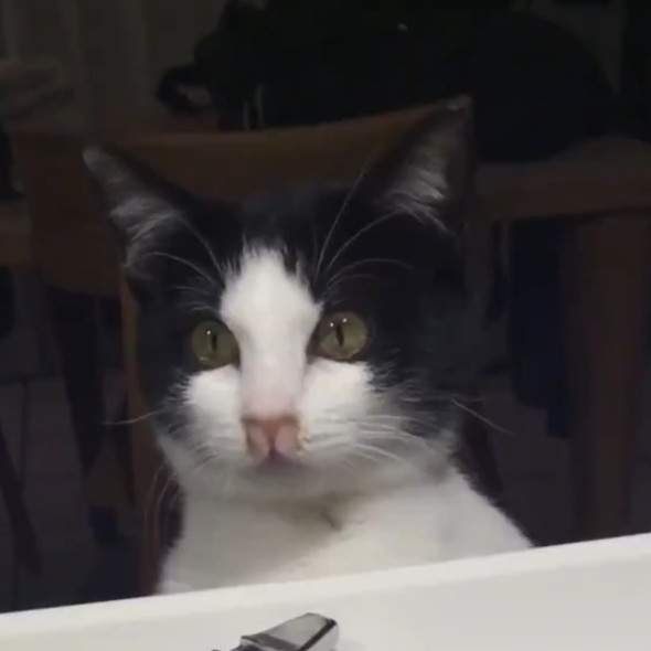 チューニングキーで遊ぶ猫ちゃん