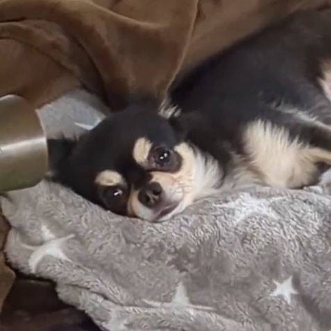 横になっているワンコ