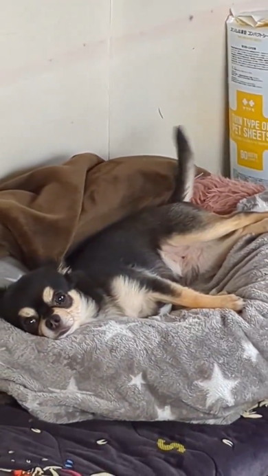 横になっているワンコ