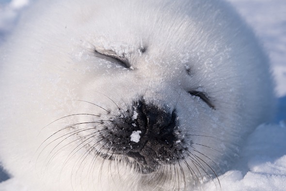動物のアザラシ