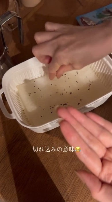 明太子のスポンジが家庭菜園に大変身