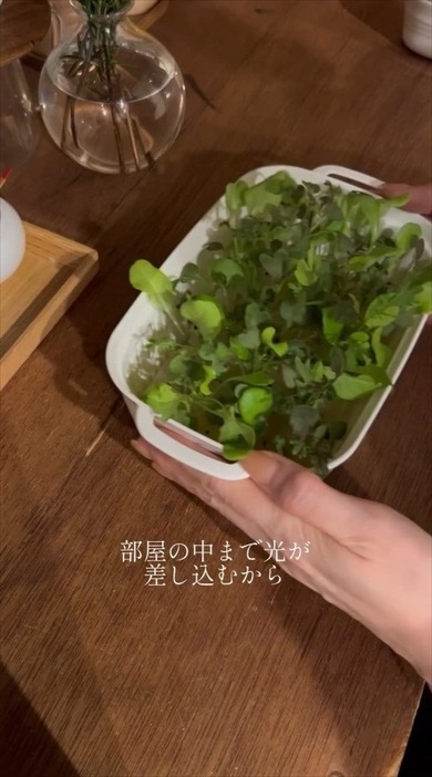 明太子のスポンジが家庭菜園に大変身