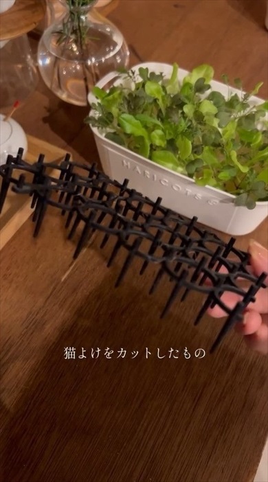 明太子のスポンジが家庭菜園に大変身