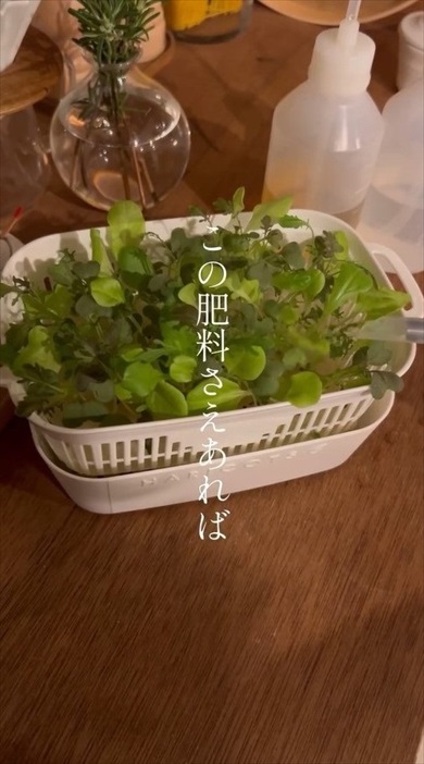 明太子のスポンジが家庭菜園に大変身