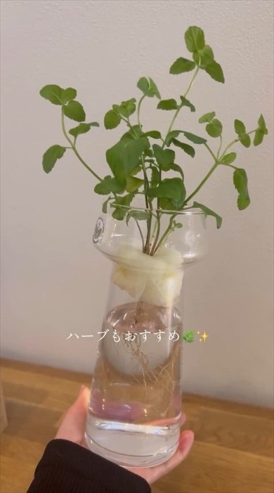 明太子のスポンジが家庭菜園に大変身