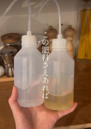 明太子のスポンジが家庭菜園に大変身