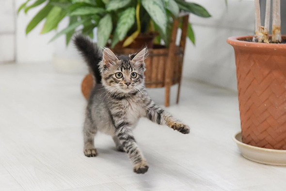 走りだそうとしている子猫