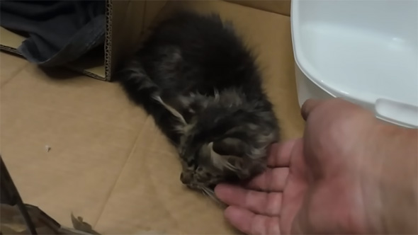 伏せて動かない子猫