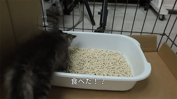 食べた！？