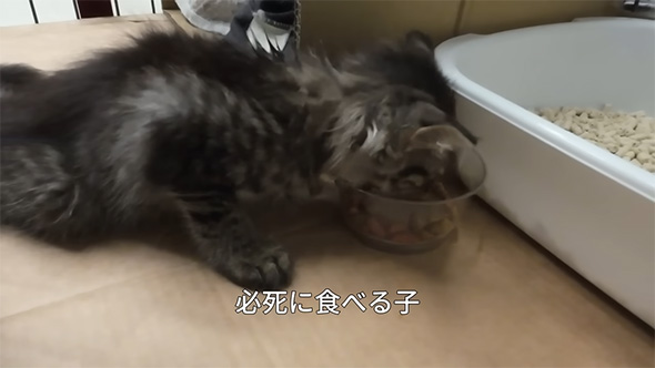 必死に食べる子