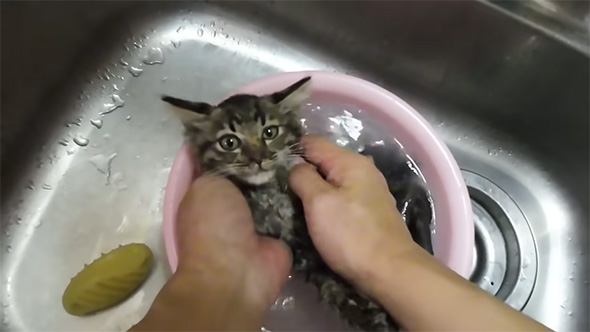 洗われる子猫