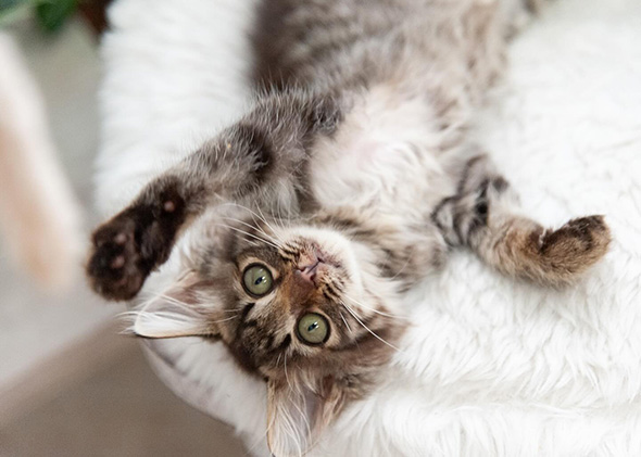 おなかを見せている子猫