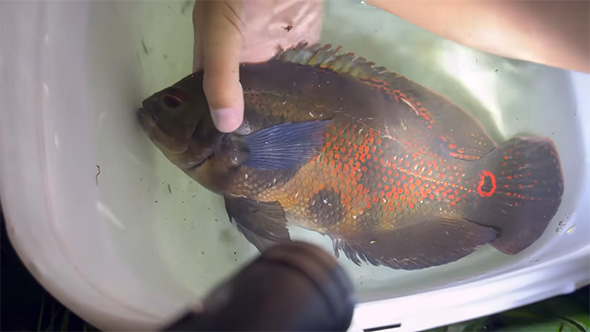 捕獲したオスカー