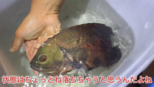 状態はちょっと落ちちゃう