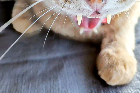 迫力ある猫ちゃんの顔