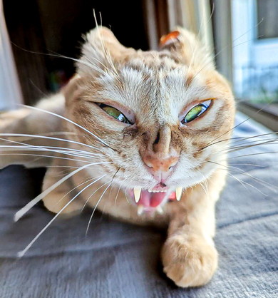 迫力ある猫ちゃんの顔