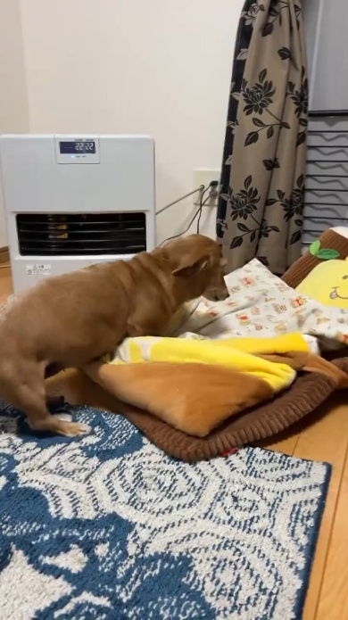 ストーブ前までずるずる