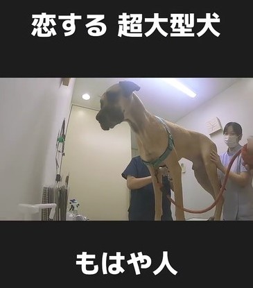 なでられる犬