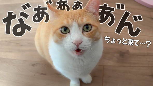 ねこ