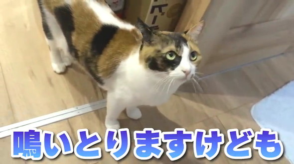 話しかける猫