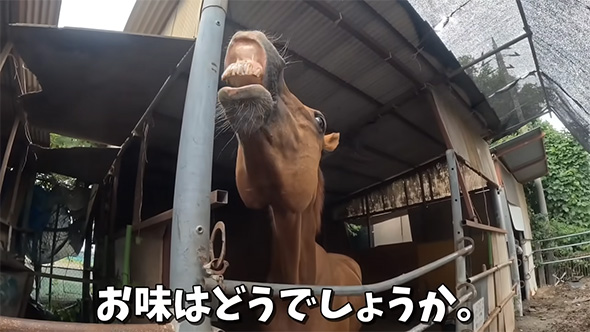 お味はどうでしょうか