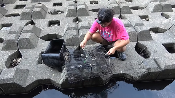 カニカゴと男性