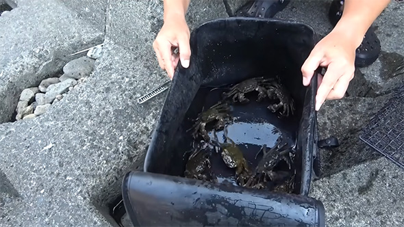 バッグに入ったカニ