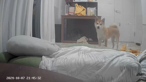 ペットカメラに映る柴ワンコ