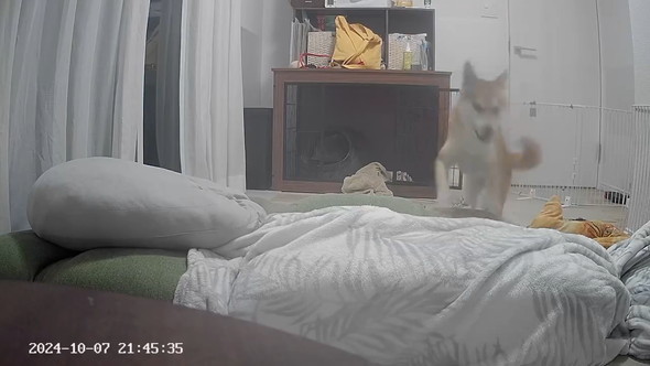ペットカメラに映る柴ワンコ