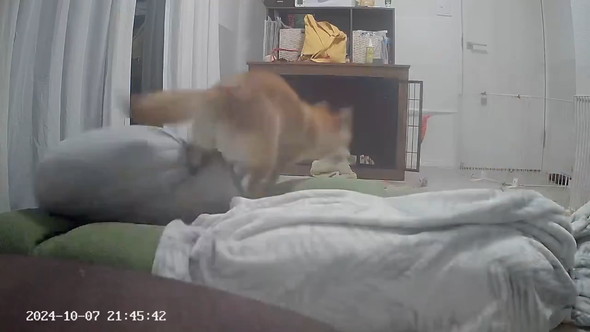 ペットカメラに映る柴ワンコ