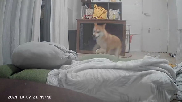 ペットカメラに映る柴ワンコ