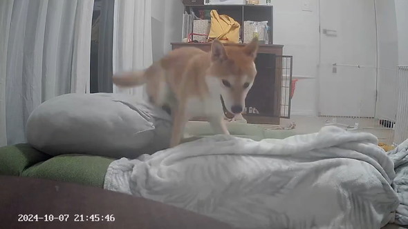 ペットカメラに映る柴ワンコ
