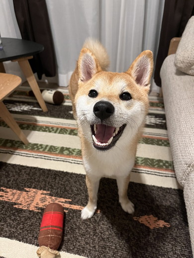 笑顔の柴ワンコ