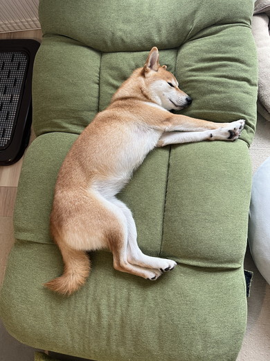 寝ている柴ワンコ