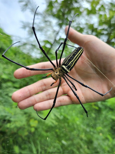 オオジョロウグモの写真