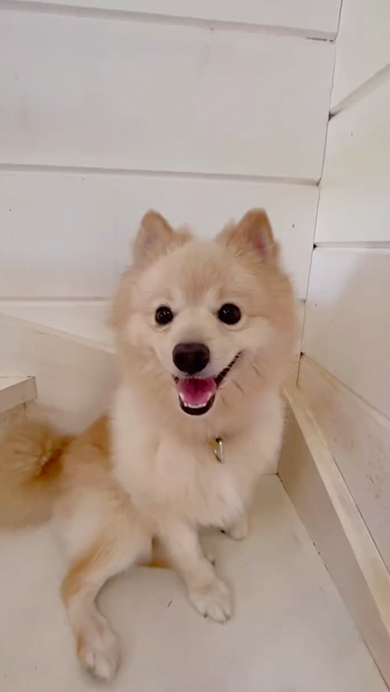 物であふれかえった家をプロが片付け