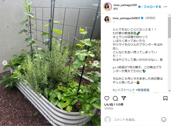 7月時点のプランター