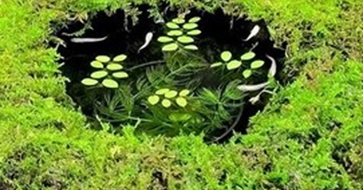 100均の植木鉢がDIYで“和の庭園”に大変身!!　ハッとするほど美しい高級メダカ鉢の完成に「本当にすごい」「癒やされる」（1/2） | その他生き物 ねとらぼ