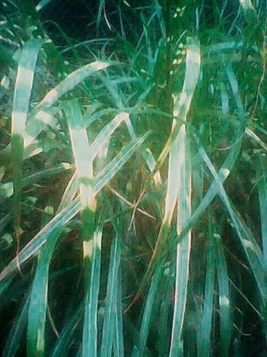 アンパンマンの子ども用カメラ「はじめてのデジカメ2」で撮影した写真