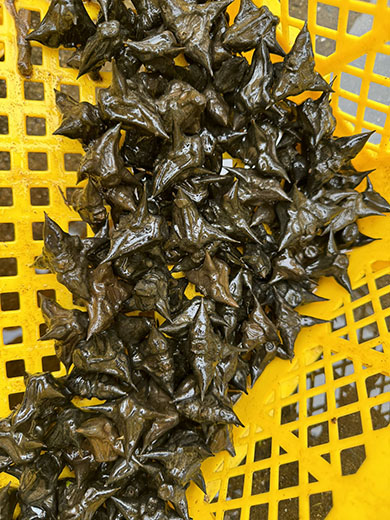 黒くなったヒシ