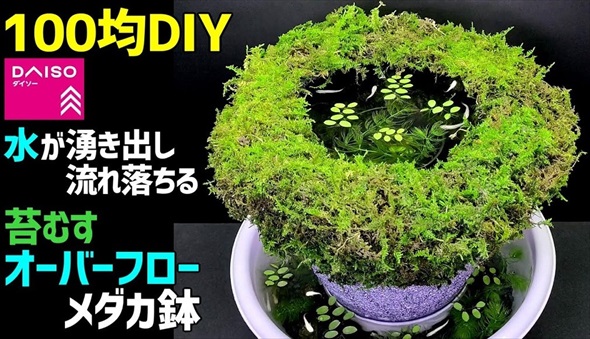 100均でDIYしたメダカ鉢がすごい