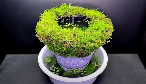 100均でDIYしたメダカ鉢がすごい