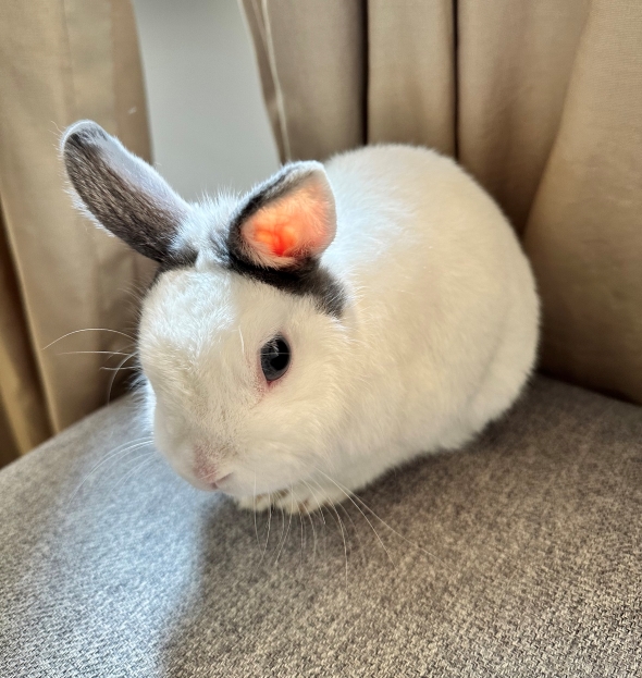 香箱座りをしたウサギ